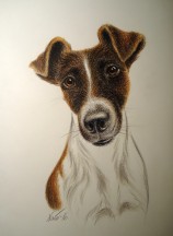Portrett, glatthåret fox terrier. Fargeblyant 25x36 cm.