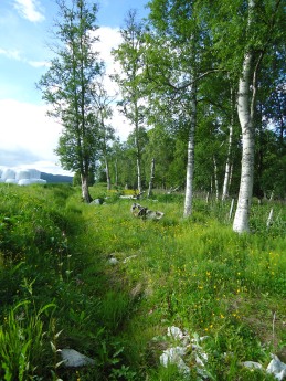 Her ligger Frøya begravet.